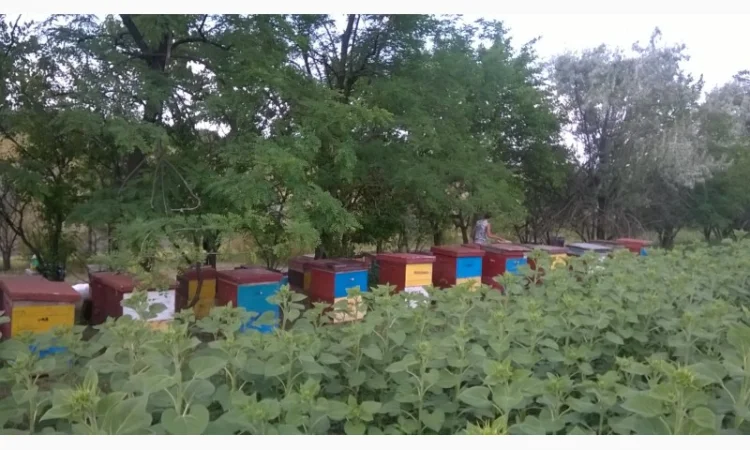 Продам бджолосім’ї 2025 року - фото № 1