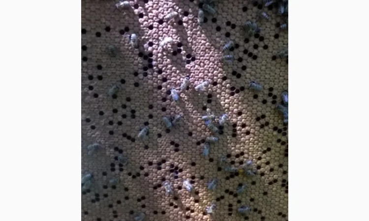 Продаются бджолосімї на весну 2026 года - фото № 2