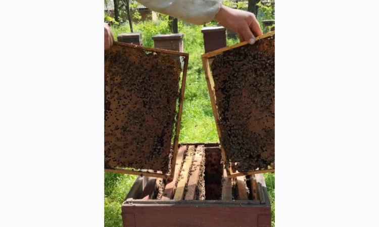 Продаются бджолосімї на весну 2026 года - фото № 3