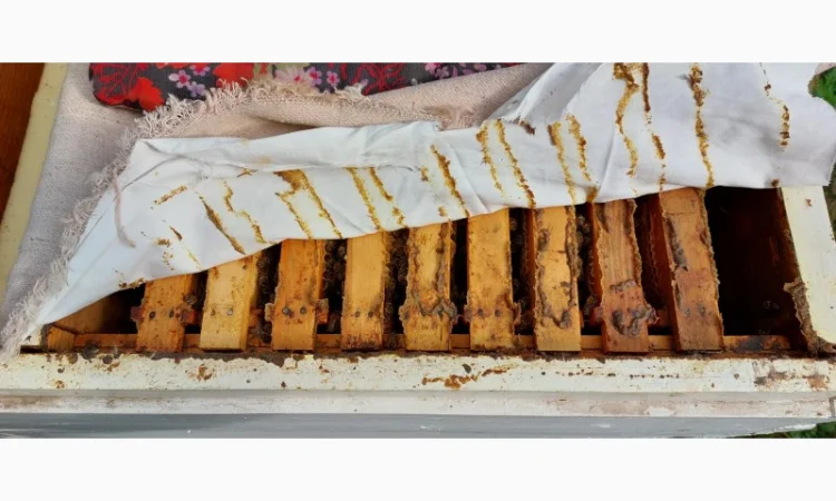 Продам пчелосемьи с уликами - фото № 3