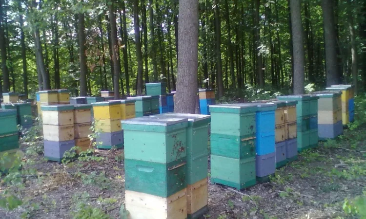 Продам бджолосім’ї та відводки - фото № 2