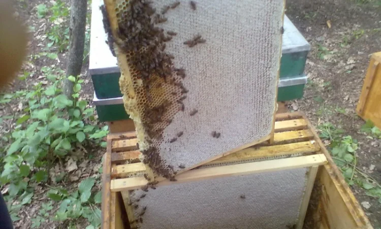Продам бджолосім’ї та відводки - фото № 3