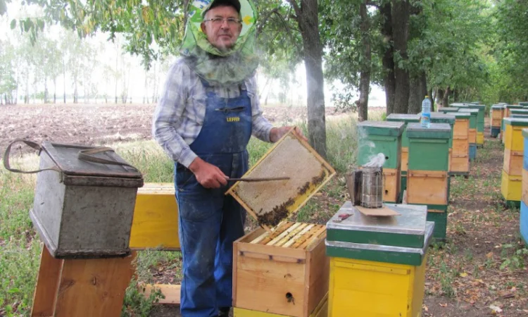 Продам бджолосім’ї та відводки - фото № 1