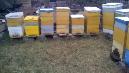 Продам пчелосемьи породы Краинка - фото № 1