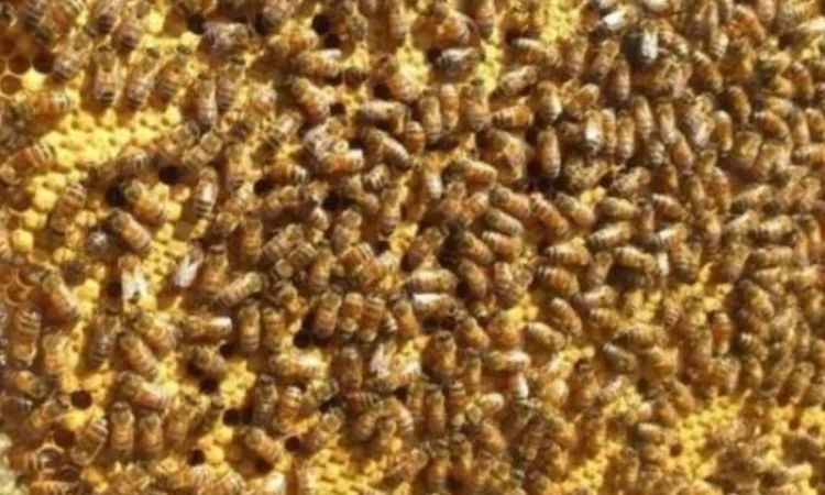 Пчелосемьи, пчелы с ульями, бджоли - фото № 1