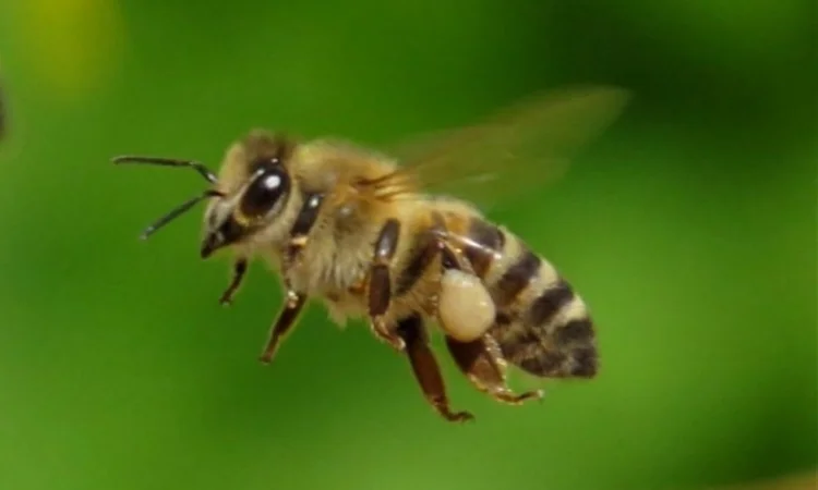 Пчелосемьи, пчелы с ульями, бджоли - фото № 2