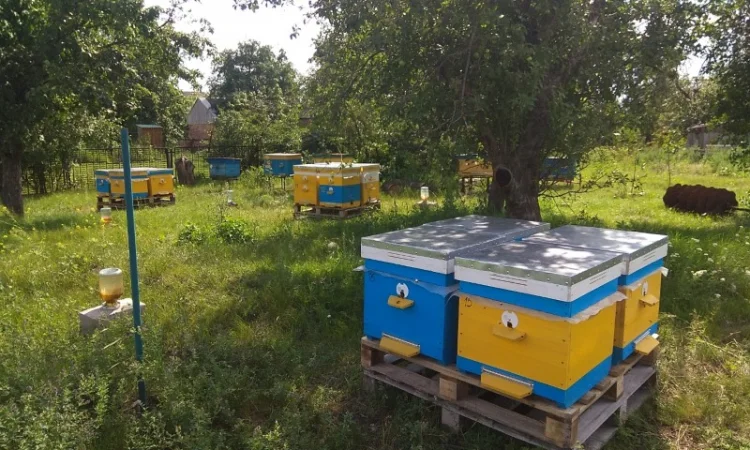 Пчелосемьи, пчелы с ульями, бджоли - фото № 3