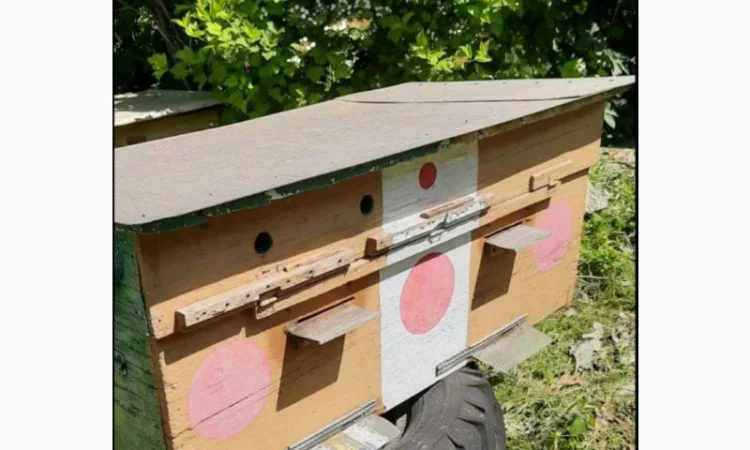 Продаю 20 потужних бджолосімей карпатської породи - фото № 1