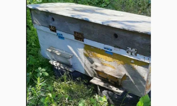 Продаю 20 потужних бджолосімей карпатської породи - фото № 2