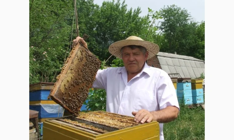 Продам пчелосемьи и пчелиные пакеты - фото № 1