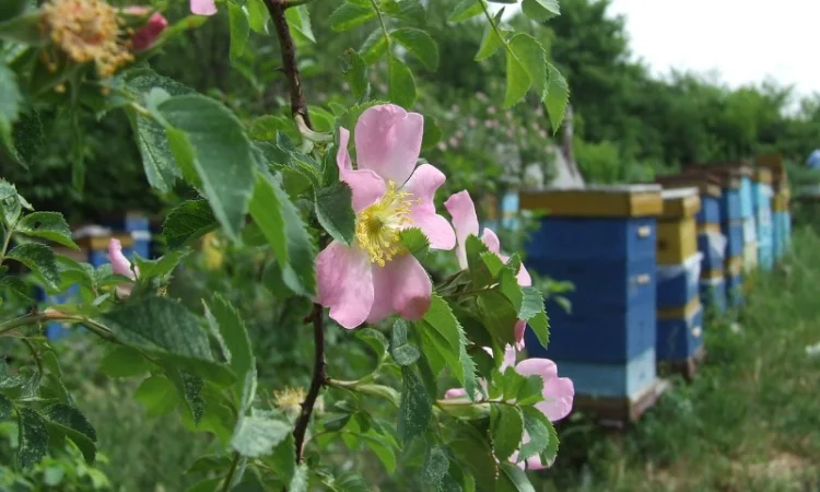 Продам пчелосемьи и пчелиные пакеты - фото № 2