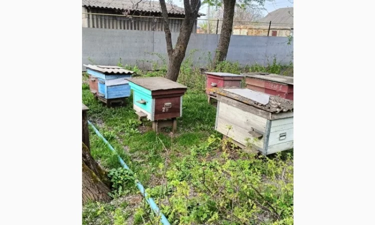 Продам бджолосім'ї - фото № 1