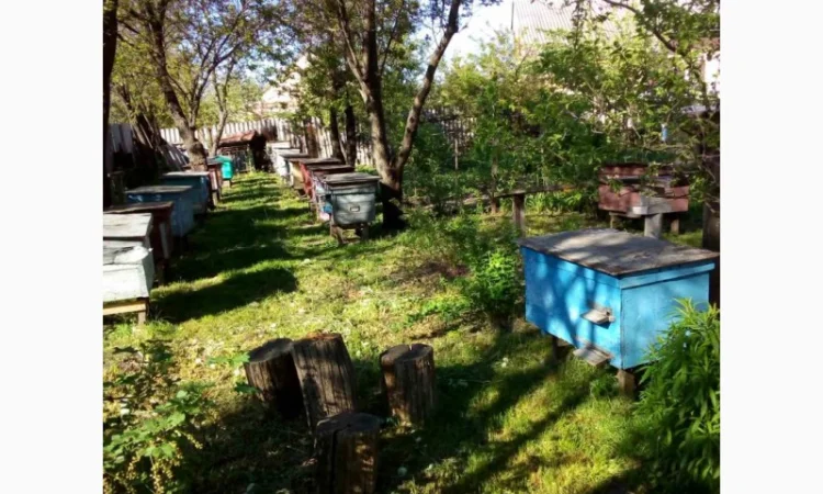 Бджолосім'ї з Полтавщини / Продам пчелопакети - фото № 1