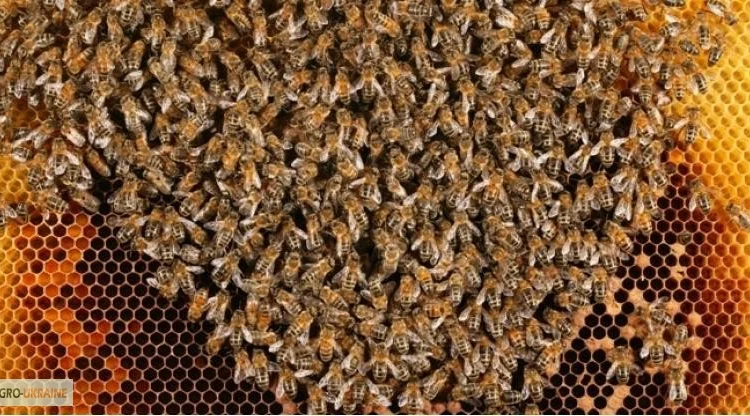 Продаются пчелосемьи Украинской степной породы - фото № 1