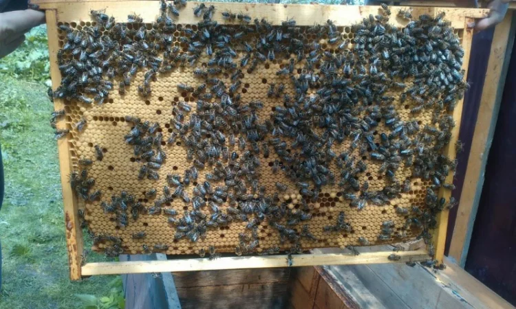 Продаю бджолосім’ї та пакети Карпатської породи - фото № 1
