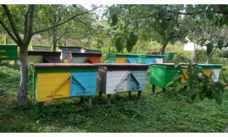 Продаю бджолосім’ї та пакети Карпатської породи - фото № 2