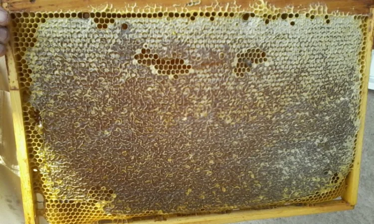 Продаю бджолосім’ї та пакети Карпатської породи - фото № 3