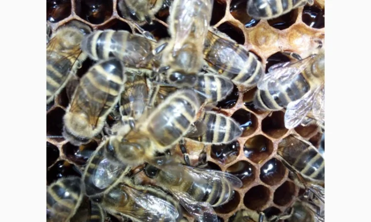 Продам бджолосім’ї – 1500 грн - фото № 1