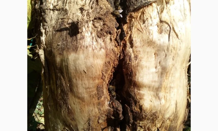 Продам бджолосім’ї – 1500 грн - фото № 2