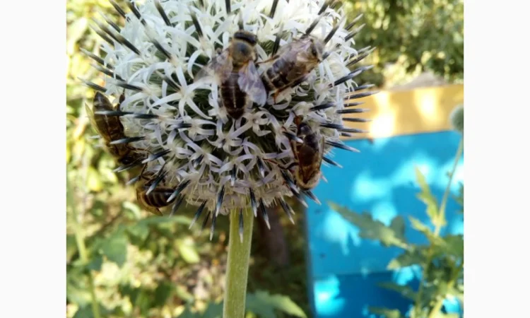 Продам бджолосім’ї – 1500 грн - фото № 3