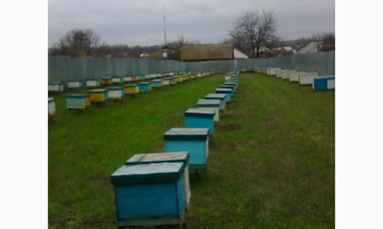 Продам бджолосім’ї 2024 року - фото № 1