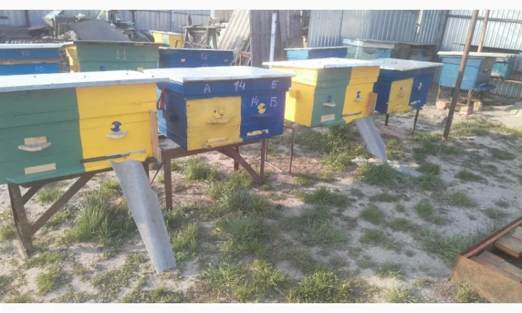 Продам бджолосім’ї та вулики (лежаки на 24 рамки) - фото № 1