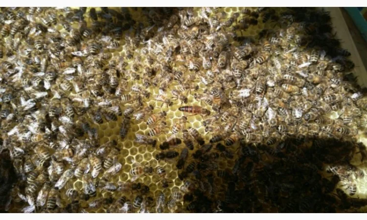 Продам бджолосім’ї та вулики (лежаки на 24 рамки) - фото № 2