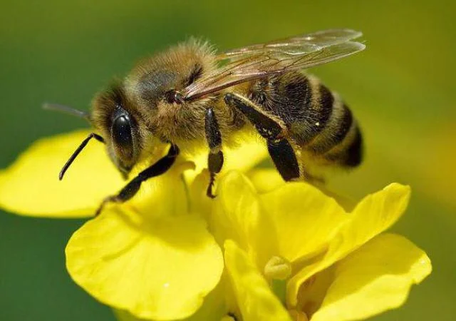 Продам бджолині сім’ї 7 рамок - фото № 1