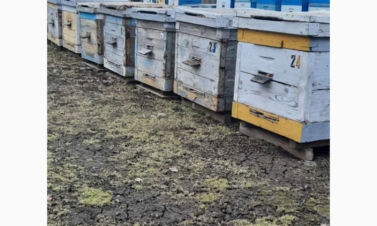 Продам бджолосім’ї та бджолопакети української степової породи - фото № 1