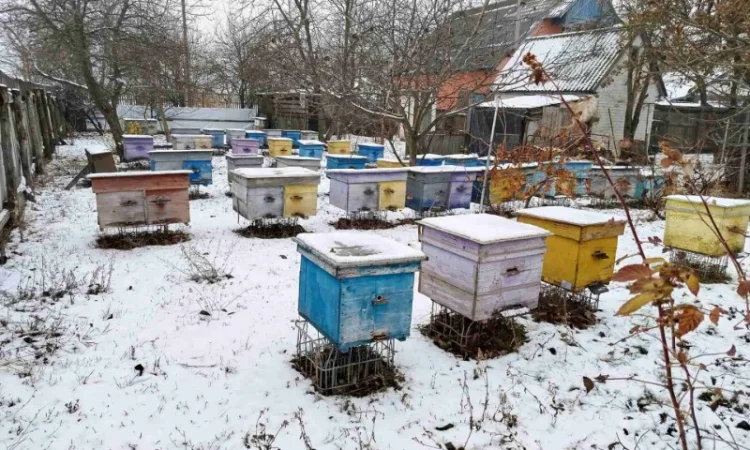 Продам пасіку, бджолосім'ї, бджолопакети та вулики - фото № 2