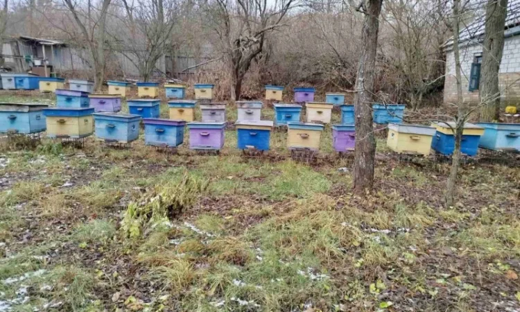 Продам пасіку, бджолосім'ї, бджолопакети та вулики - фото № 3
