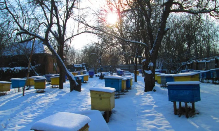 Продам пасіку, бджолосім'ї, бджолопакети та вулики - фото № 4