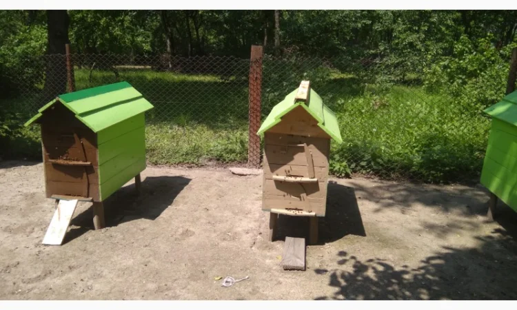 Вулики з бджолами - фото № 3