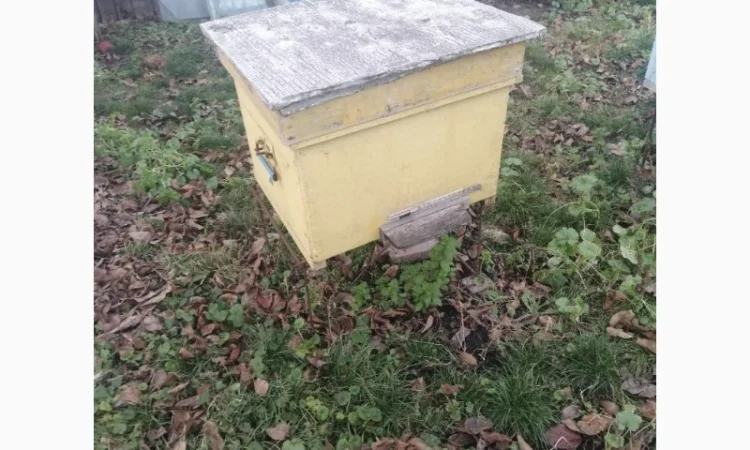 Продам діючу, здорову, пасіку 5 шт., лікувальний вулик та будиночок бджоляра на колесах - фото № 10