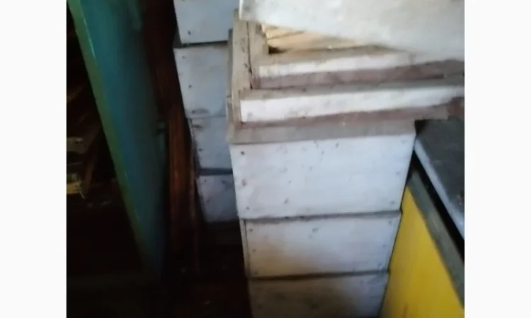 Продам діючу, здорову, пасіку 5 шт., лікувальний вулик та будиночок бджоляра на колесах - фото № 2