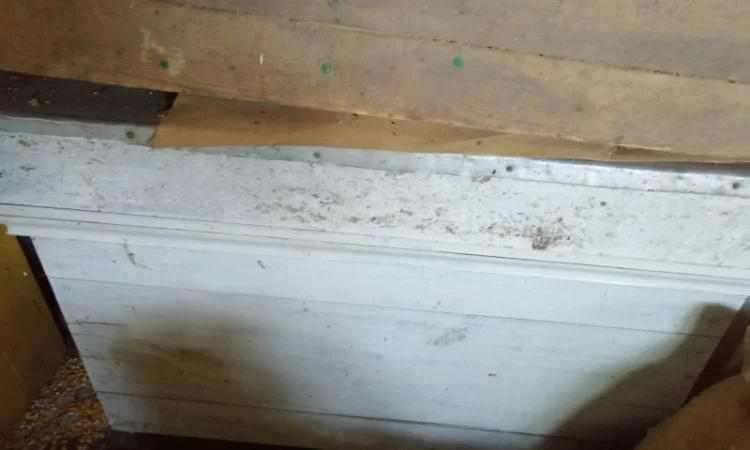 Продам діючу, здорову, пасіку 5 шт., лікувальний вулик та будиночок бджоляра на колесах - фото № 4