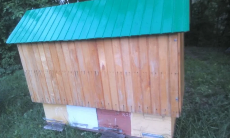 Продам діючу, здорову, пасіку 5 шт., лікувальний вулик та будиночок бджоляра на колесах - фото № 6