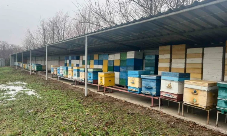 Продам свою пасеку, пчелосемьи, с вагончиком - фото № 1