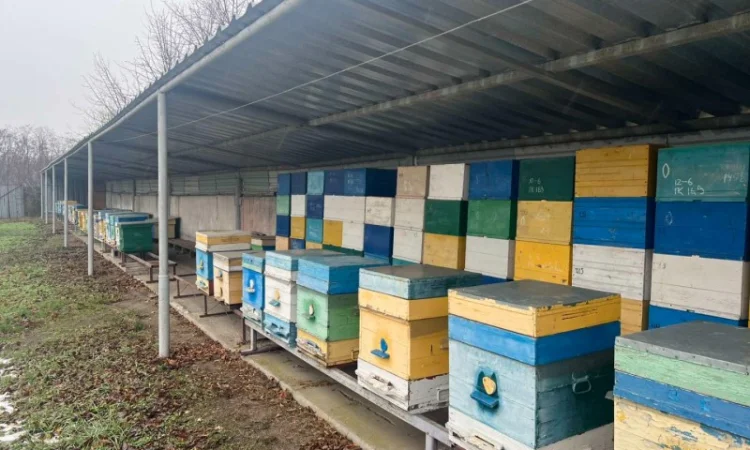 Продам свою пасеку, пчелосемьи, с вагончиком - фото № 2