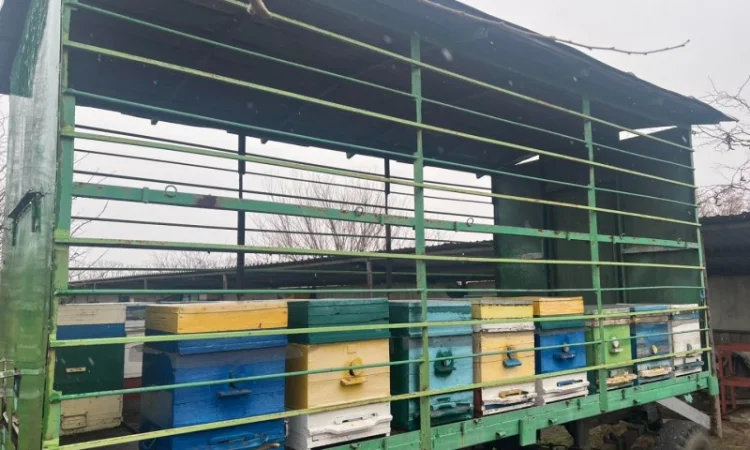 Продам свою пасеку, пчелосемьи, с вагончиком - фото № 3