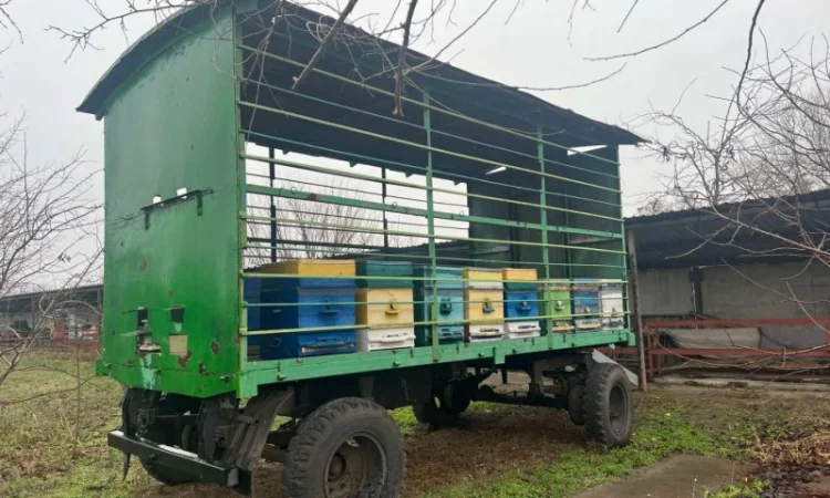 Продам свою пасеку, пчелосемьи, с вагончиком - фото № 4