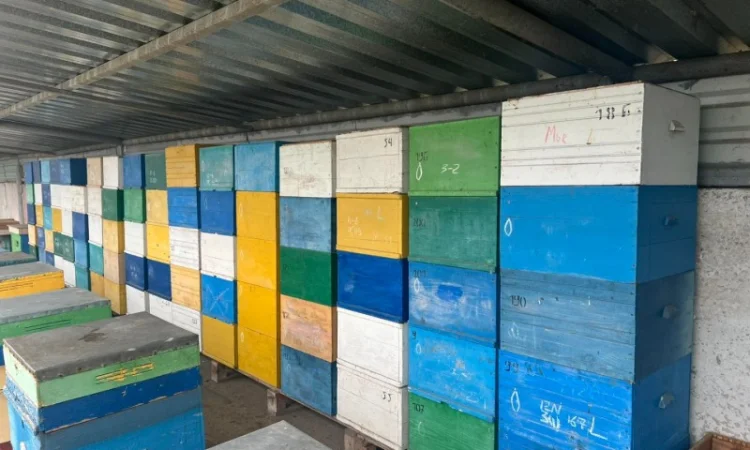 Продам свою пасеку, пчелосемьи, с вагончиком - фото № 5