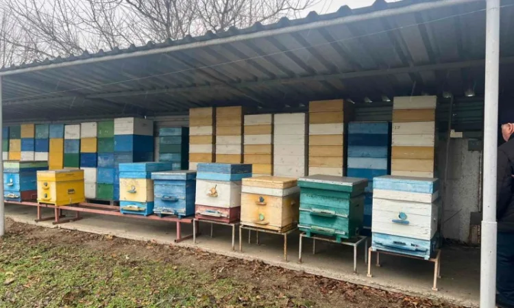 Продам свою пасеку, пчелосемьи, с вагончиком - фото № 7