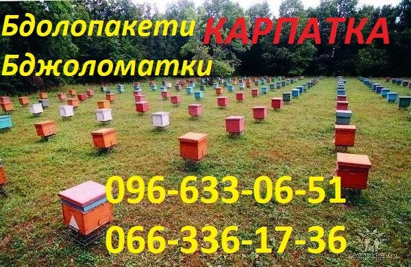 Продаж вуликів, рамок, бджіл, матки - фото № 15