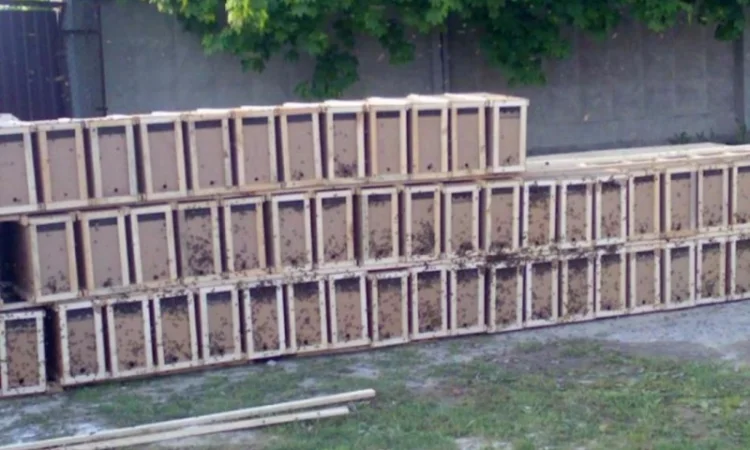 Продаж вуликів, рамок, бджіл, матки - фото № 6