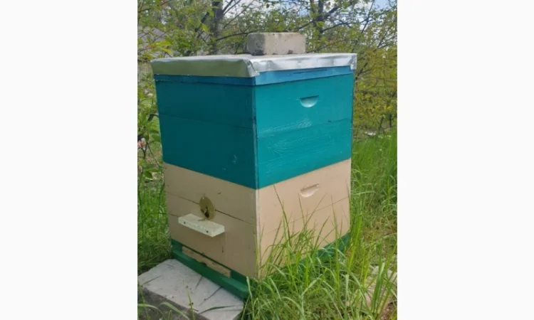 Продаж вуликів, рамок, бджіл, матки - фото № 19