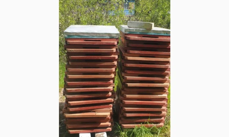 Продаж вуликів, рамок, бджіл, матки - фото № 18