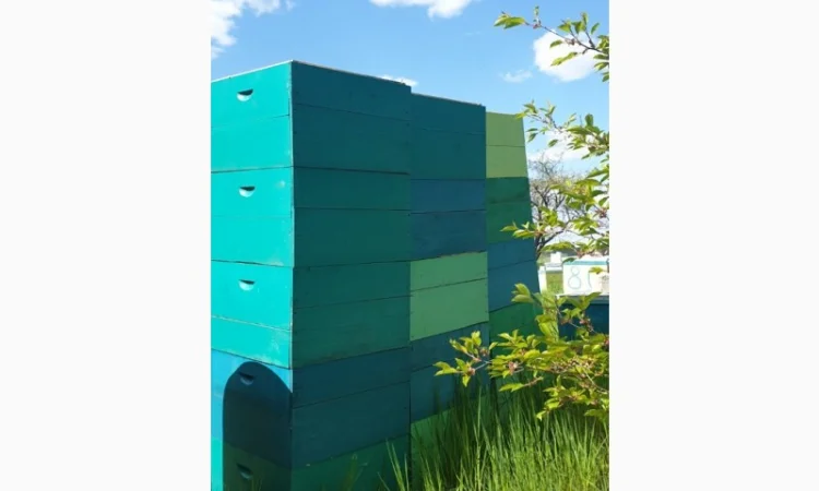 Продаж вуликів, рамок, бджіл, матки - фото № 16