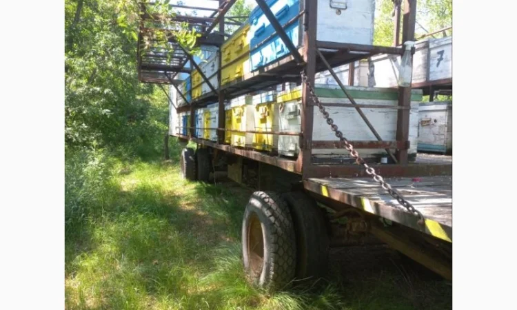 Продаю пчелоприцеп, пасеку! Прицеп для пчел с семьями - фото № 4