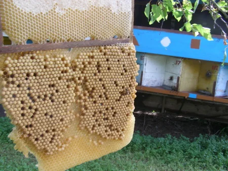 Продам павільйон Колосок - фото № 3